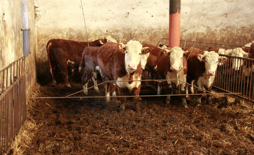 hereford, hodowla, opas, Gutowski, bydło mięsne, materiał hodowlany, odsadki, gniecione zboża