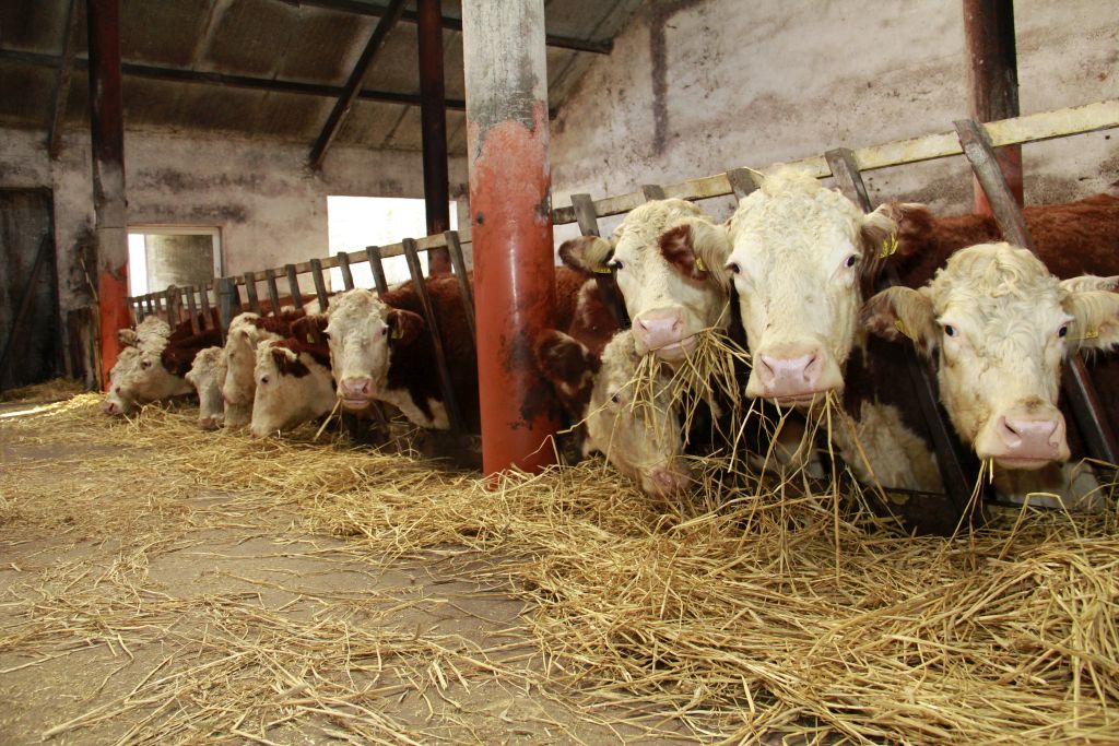 ceny bydła rzeźnego, mięso wołowe, wołowina, spadek cen, zakup bydła rzeźnego