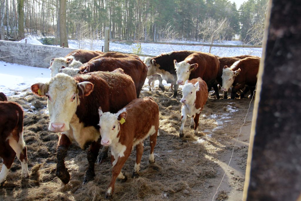hereford, hodowla, opas, Gutowski, bydło mięsne, materiał hodowlany, odsadki, gniecione zboża