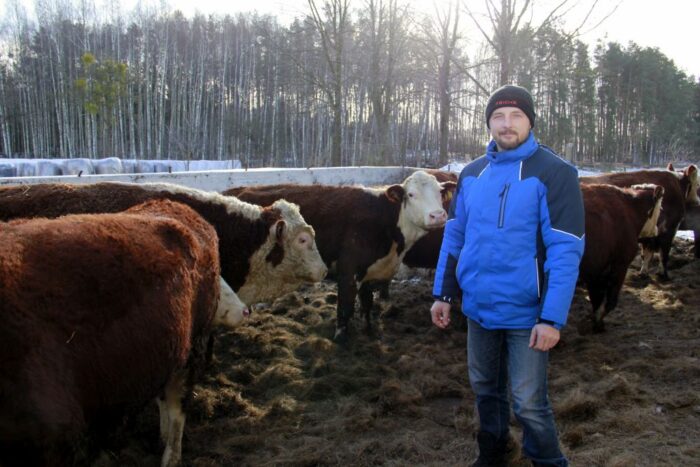 hereford, hodowla, opas, Gutowski, bydło mięsne, materiał hodowlany, odsadki, gniecione zboża