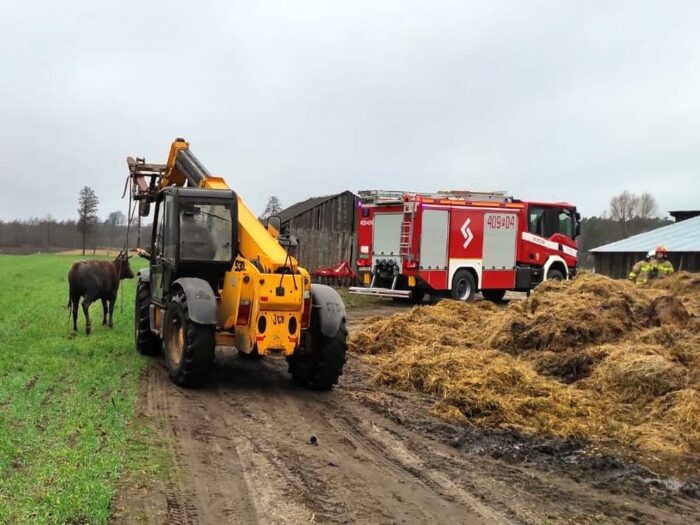 Grabówka, powiat chodzieski, krowa wpadła do zbiornika na gnojowicę, Leszek Naranowicz