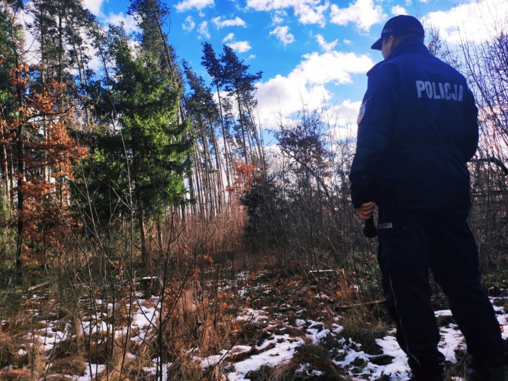 las, ściółka, pożary lasów, susza