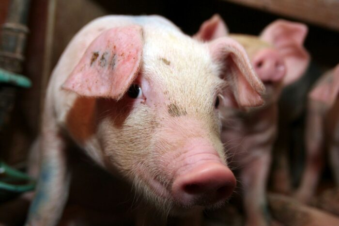 mikrobiota, jelita, probiotyk, prebiotyk, zioła, zakwaszacze, kwasy organiczne, świie, Hoduj z Głową Świnie, prosięta