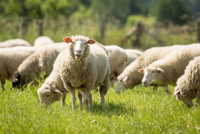 Program "Owca Plus" , hodowla owiec i kóz, UMWŚ w Katowicach, Jan Kawulok