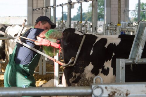 wycielenia krów, poród, akcja porodowa, pomoc porodowa, cielęta, krowy mleczne, jałówki, pierwiastki, porodówka