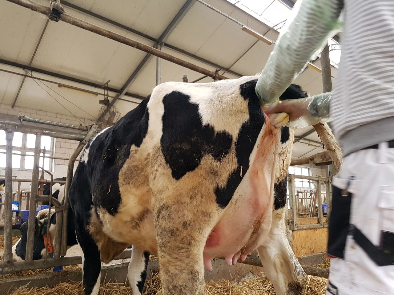 wycielenia krów, poród, akcja porodowa, pomoc porodowa, cielęta, krowy mleczne, jałówki, pierwiastki, porodówka