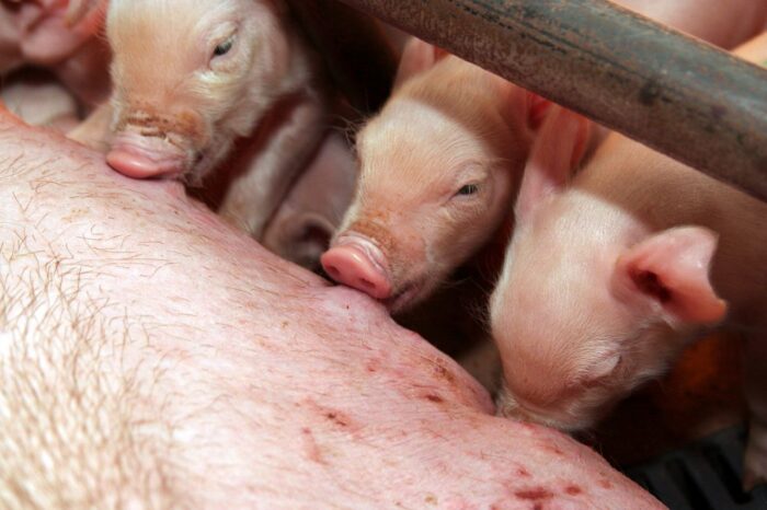 rośnie produkcja prosiąt, plenność loch