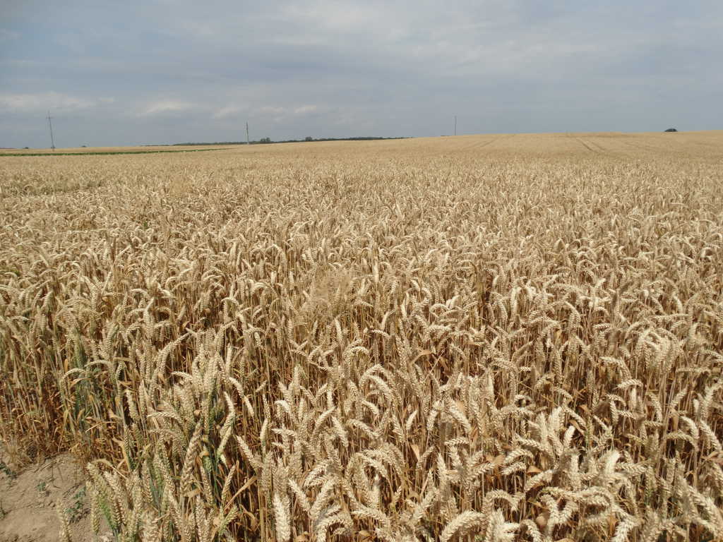 zboża, zbiory zbóż, produkcja zbóż, eksport zbóż, pszenica, kukurydza, jęczmień