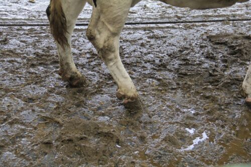 zdrowotność racic, korekcja racic, basen, pianowanie, Cid Lines,