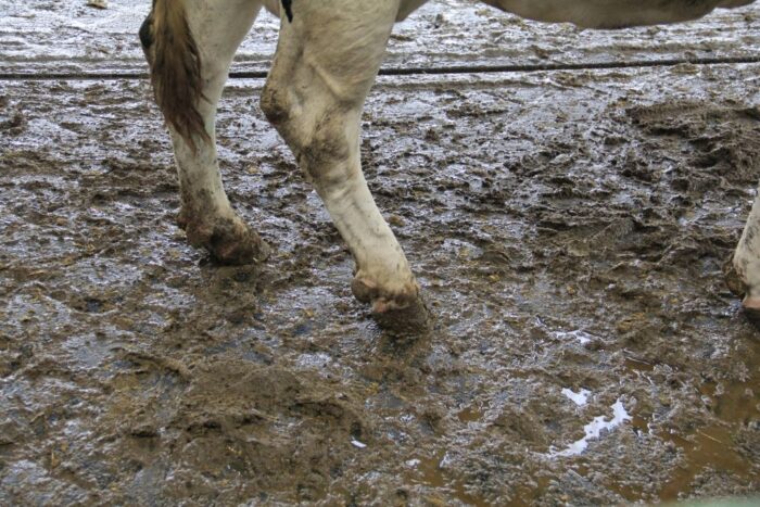 zdrowotność racic, korekcja racic, basen, pianowanie, Cid Lines,