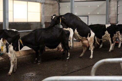 ruja, objawy rui, synchronizacja rui, krowy mleczne, progesteron, synch, Wojciech Barański, prostaglandyna