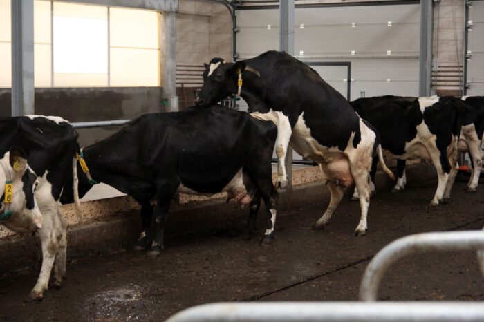 ruja, objawy rui, synchronizacja rui, krowy mleczne, progesteron, synch, Wojciech Barański, prostaglandyna