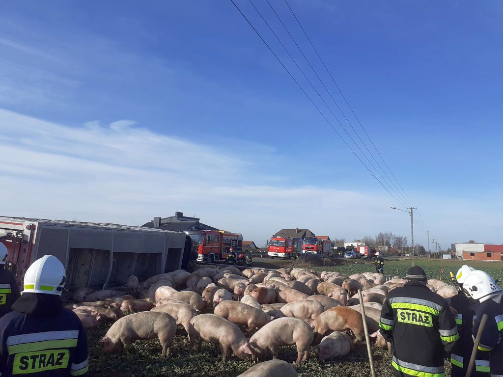 transport trzody chlewnej, Gozdowo, powiat wrzesiński, Inspekcja Weterynaryjna