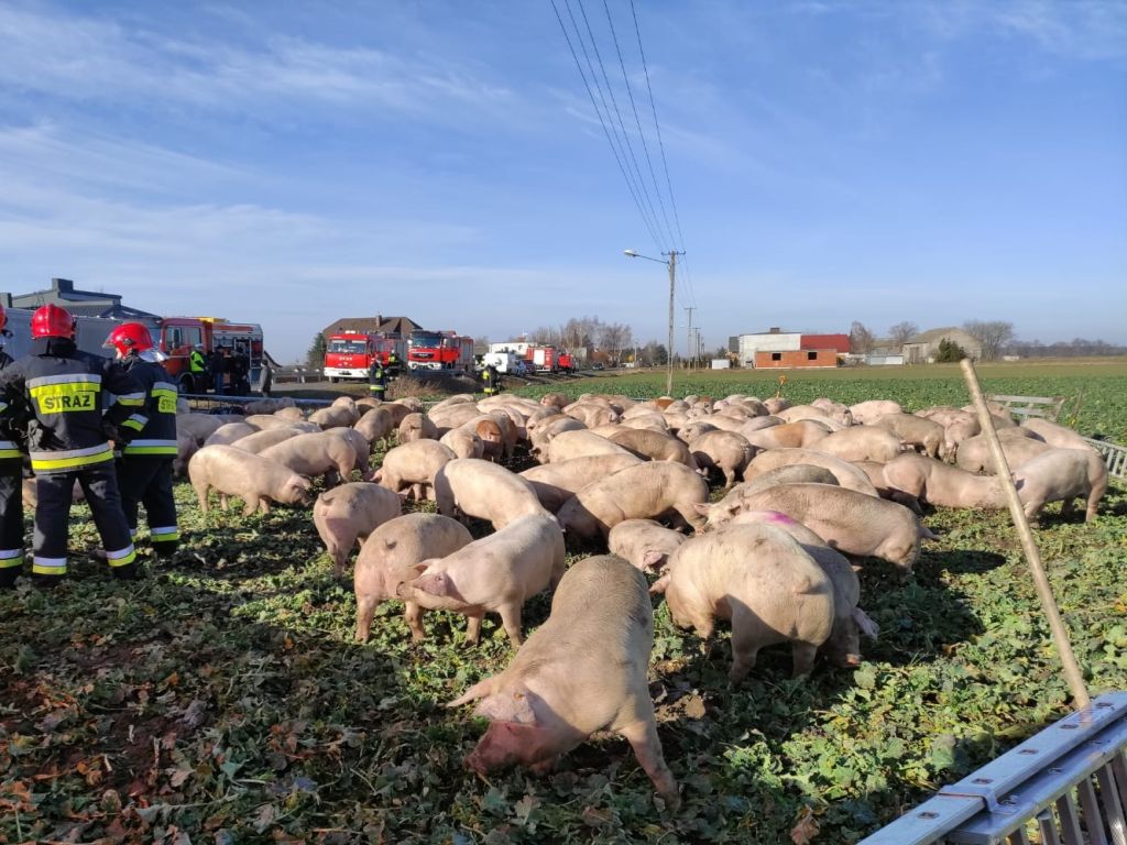 transport trzody chlewnej, Gozdowo, powiat wrzesiński, Inspekcja Weterynaryjna