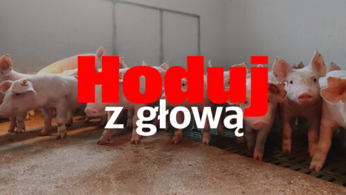 Hoduj z Głową Świnie, trzoda chlewna, maciory, lochy, prosięta, warchlaki, tuczniki, żywiec wieprzowy, chlewnia