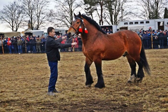 Jarmark Koński "Wstępy" w Skaryszewie, pokaz koni, wścieklizna, pandemia koronawirusa