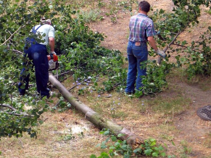 Wycinanie drzew z posesji, gmina wiejska Rudna, działalność rolnicza