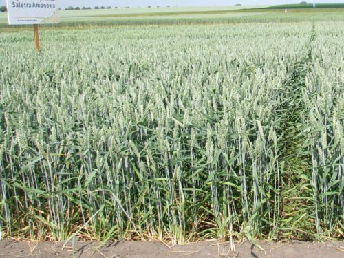 PZPRZ, program azotanowy, termin stosowania nawozów, nawożenie