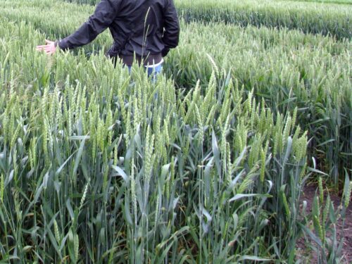 produkcja zbóż, pszenica, zboża paszowe