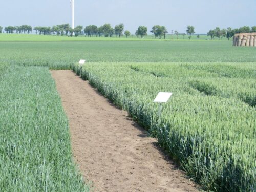 KOWR, NIK, gospodarowanie państwową ziemią, spółki hodowli roślin