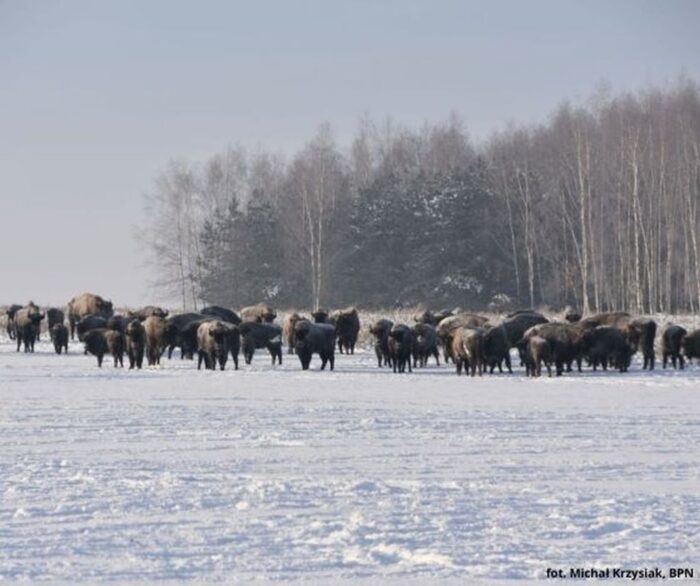 żubry, Puszcza Białowieska