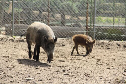 ASF we Włoszech, afrykański pomór świń, przypadki u dzików,