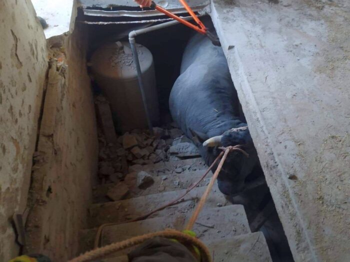 Gierłatowo, byk wpadł do piwnicy, KP PSP Września, OSP Niemce, Zakątek Weteranów