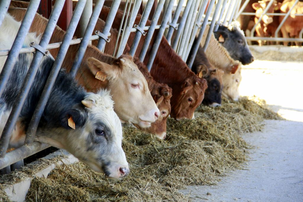 ceny bydła rzeźnego, mięso wołowe, wołowina, spadek cen, zakup bydła rzeźnego