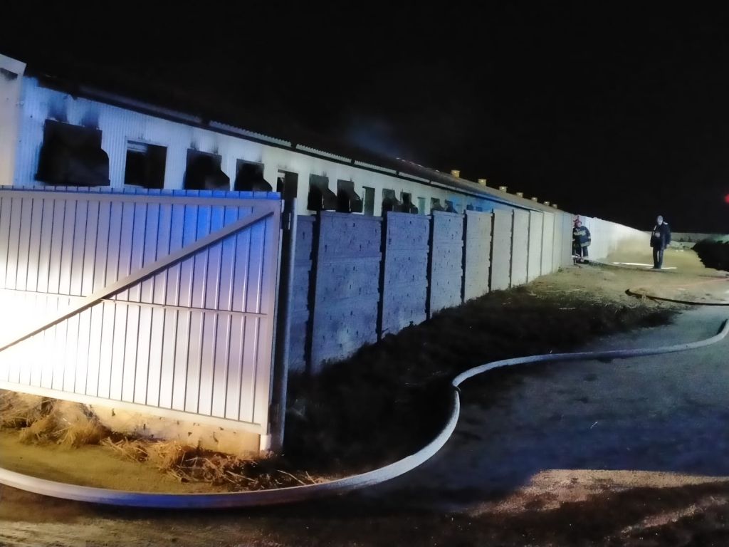 pożar chlewni, Chotycze, KP PSP Łosice, tuczniki
