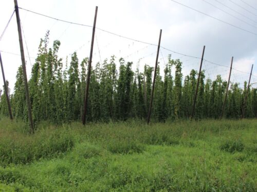 uprawa chmielu, badanie chmielu, IJHARS