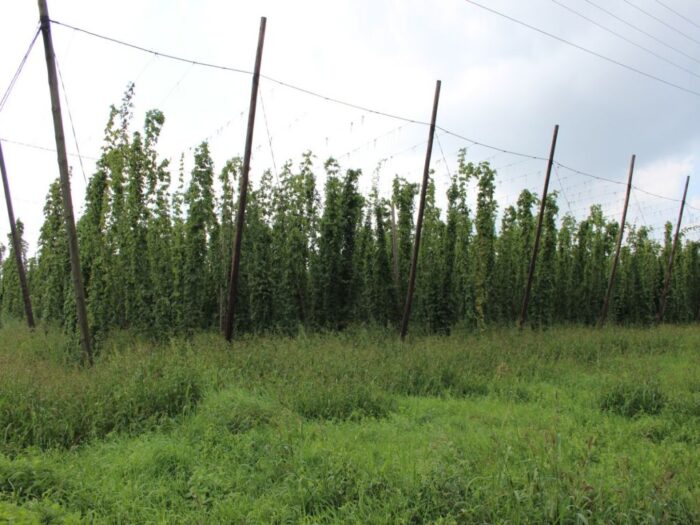 uprawa chmielu, badanie chmielu, IJHARS