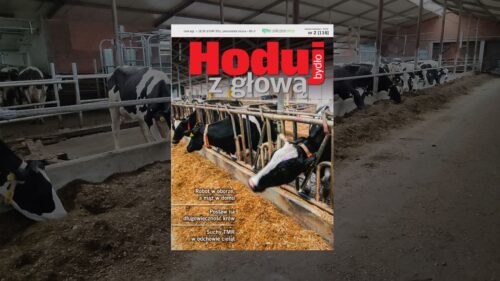 Hoduj z Głową Bydło, bydło mleczne, bydło mięsne, krowy mleczne, mamki, cielęta, jałówki, buhaje, opasy, żywienie bydła