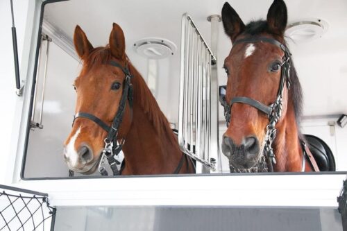 hodowla koni, Polski Związek Hodowców Koni, tadeusz kucman