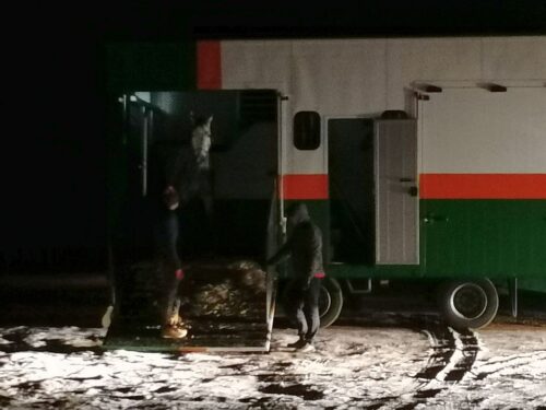 przewóz koni, transport koni, Jeżewo, WITD Białystok