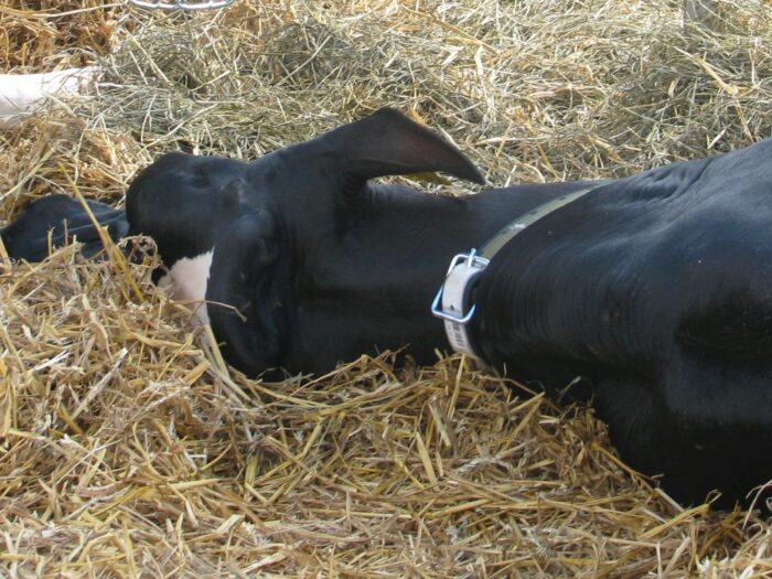 znęcanie się nad zwierzętami, hodowla bydła, gmina Sieradz, Agnieszka Kulawiecka