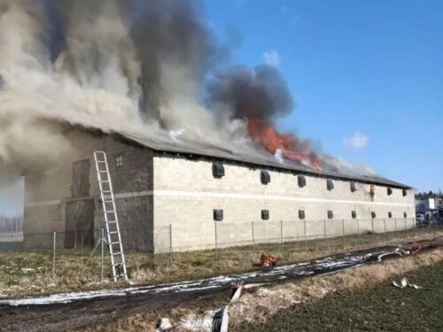 pożar kurnika, hodowla drobiu, KP PSP Parczew, Parczew