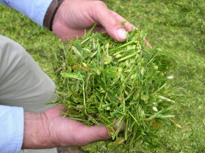 Lallemand, Magniva, Magniva Silver, Magniva Platinum, Magniva Classic+, kiszonki, zakiszanie, inokulanty biologiczne