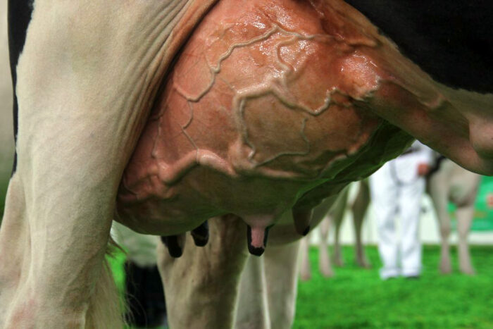 LithaMax2, Timac Agro, bydło mleczne, krowy mleczne, komórki somatyczne, LKS, witamina E, selen, Se organiczny, wymię