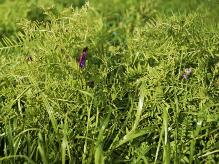 B&G 13 Milkway Poplon, Barenbrug Polska, wyka ozima, przedplon, kukurydza, białko paszowe, życica wielokwiatowa