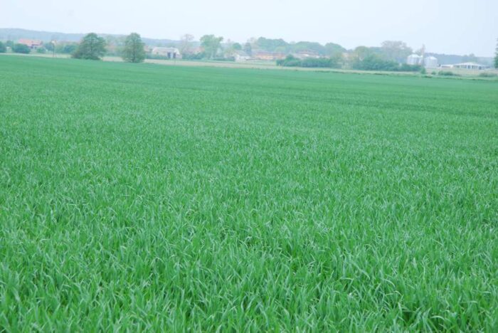 pole, zboża, młode zboża