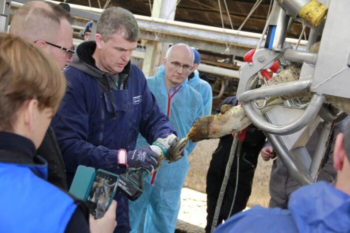 korekcja racic, poskrom, krowy mleczne, kąpiele i pielęgnacja racic,