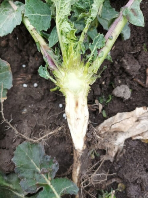 rzepak, roślina, korzeń