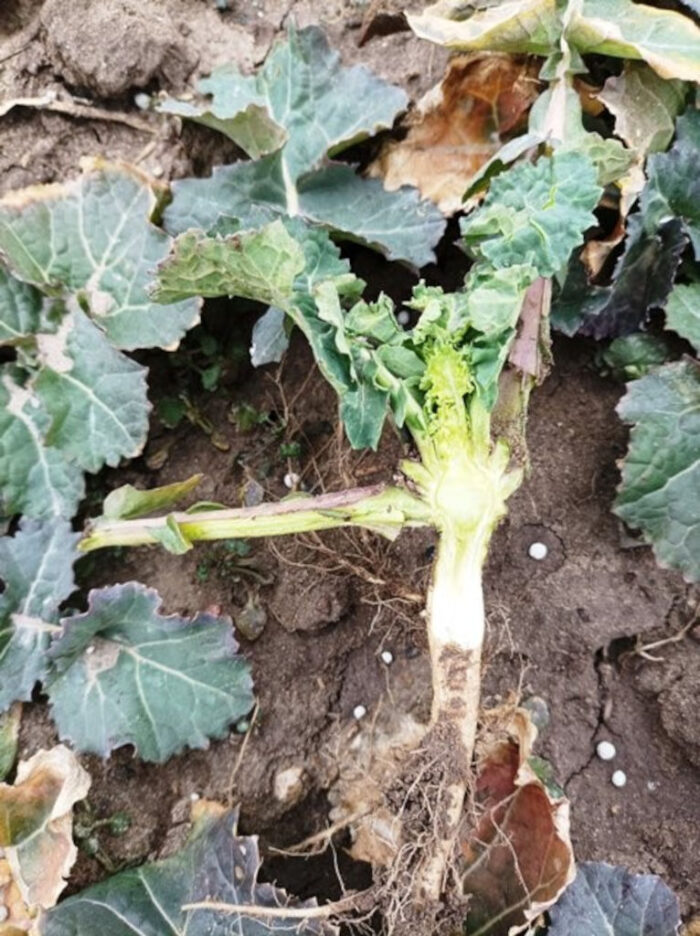 Juliusz Młodecki, Polska Koalicja Biopaliw i Pasz Białkowych, biopaliwa, Adam Stępień