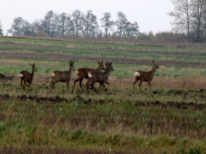Dzierżawa obwodów łowieckich, koła łowieckie, straty łowieckie, Wielkopolska Izba Rolnicza