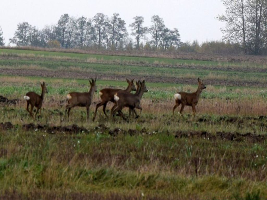 Dzierżawa obwodów łowieckich, koła łowieckie, straty łowieckie, Wielkopolska Izba Rolnicza