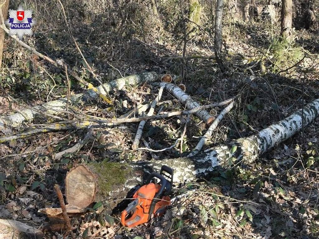 wycinka drzew, Stara Wieś, powiat radzyński, Piotr Mucha, gmina Łączna