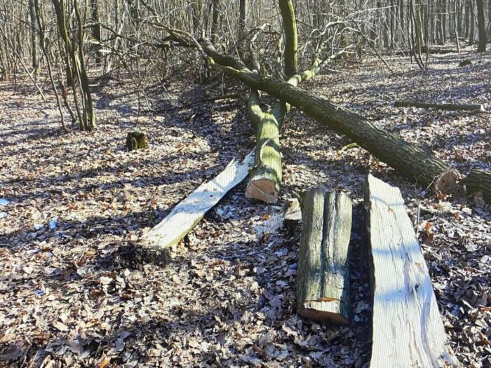 wycinka drzew w lesie, Nowiny, gmina Piaski, Elwira Domaradzka, KPP Świdnik