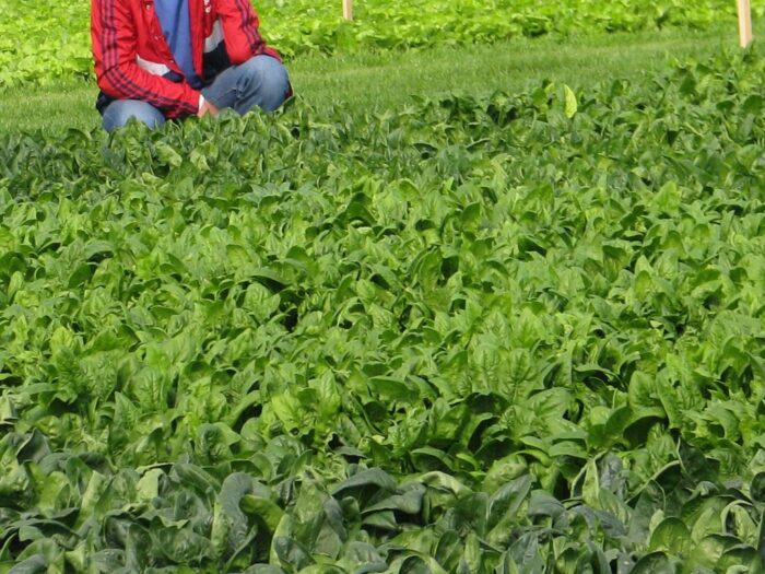 pszenica, zbiory pszenicy, jakość ziarna, francja, jęczmień, kukurydza