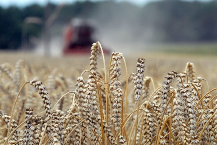 produkcja zbóż, pszenica, zboża paszowe