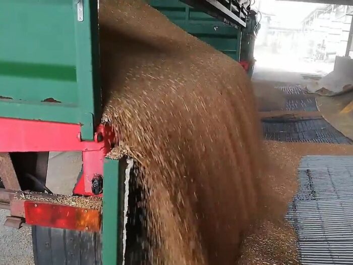 ziarno, zboża, pszenica, Agencja Rynku Rolnego, żywiec wieprzowy